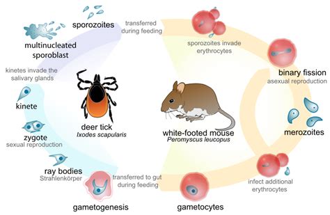 Babesia! A Parasite Known for its Sneaky Blood Invasions and Complex Life Cycle