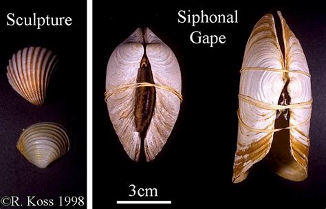  Cockle! A bivalve mollusk boasting an incredible shell filter feeding system