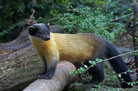  Yellow-throated Marten: A Master of Agility With Whiskers That Twitch Like Tiny Antennas!