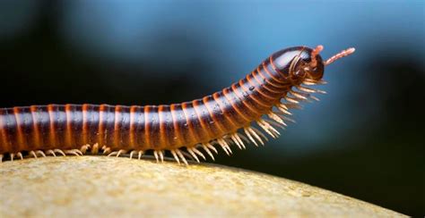  Eurygnathous Millipede: An Ancient Arthropod With a Mouth Full of Secrets! 