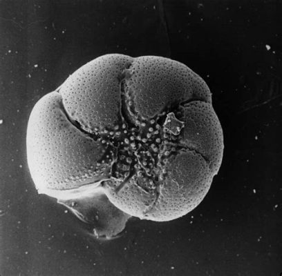  Foraminifera: Tutustu tähän merenpohjan salaperäiseen veistokseen!