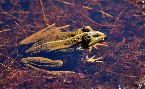  Queenslandistanilainen Vesi-Sammakko! Yksi Maapallon Harvinaisimmista ja Salaperjaisimmiksi Amphibiuideiksi Luetuista Laajoista Nokka-Suista Ja Kuoren Koveudesta Tunnettu!