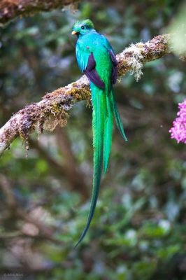  Quetzal! A Bird Whose Plumage Can Make a Peacock Blush