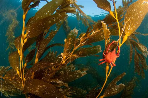  Yorkshire Crab: A Tiny Crustacean Champion Hiding Among Kelp Forests!